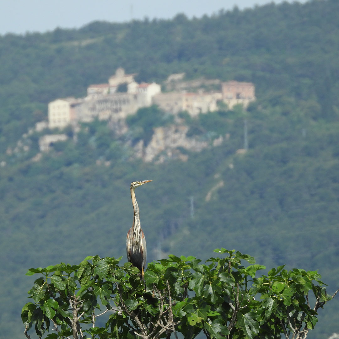 Agró roig amb el poble de Miramar al fons. Els aiguamolls del Pla de Santa Maria. Marius Domingo de Pedro