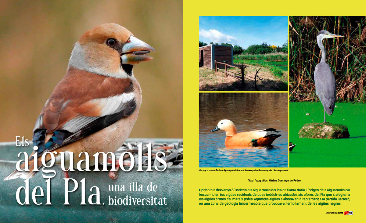 Els aiguamolls del Pla de Santa Maria. Marius Domingo de Pedro