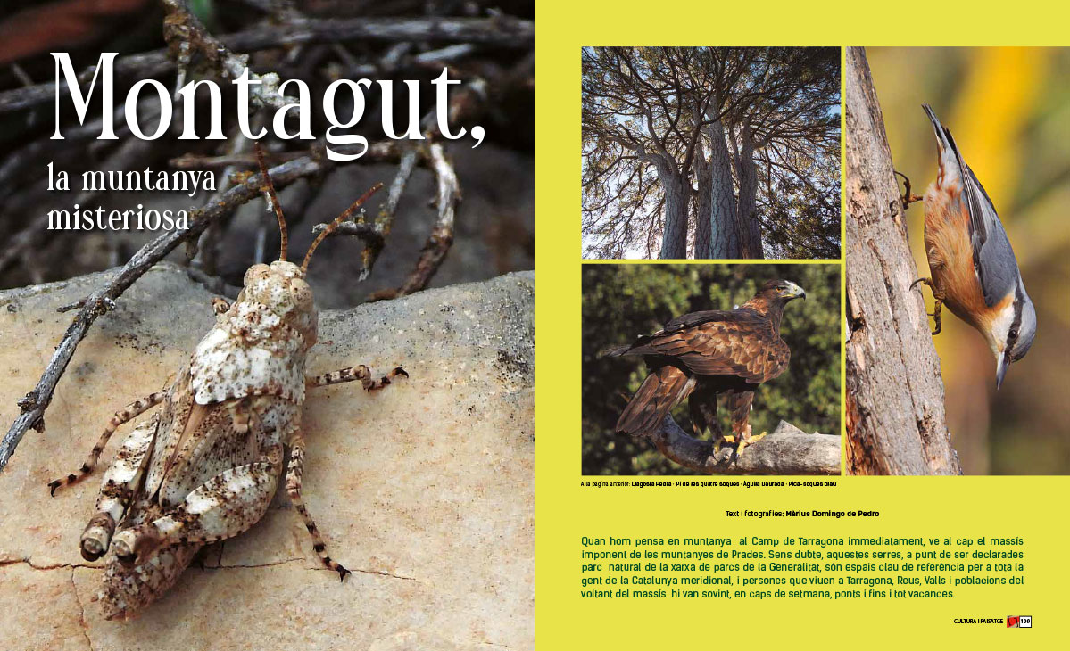 CiP_18_(108-113)_montagut